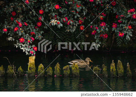 Ducks and camellia flowers floating on the water Ducks and camellia flowers floating on the water 135948662