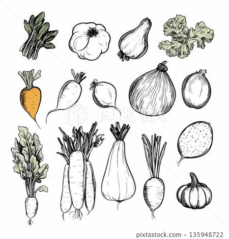 Hand-Drawn Vegetable Illustrations for Fresh Food Concepts 135948722