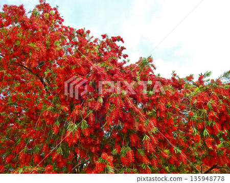 Callistemon, a tree with unique brush-like red flowers 135948778