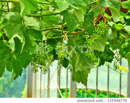 Autumn taste: Green young grapes growing on a grape trellis 135948779