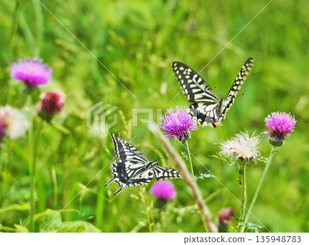 Swallowtail butterflies fly around in search of nectar from thistle flowers Swallowtail butterflies fly around in search of nectar from thistle flowers 135948783