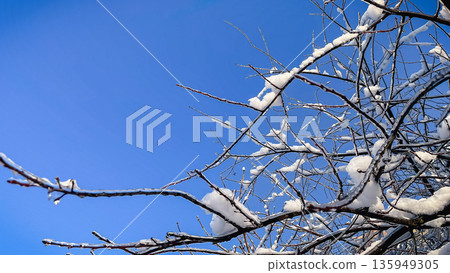 Frozen tree branches covered with white snow and ice glaze against a clear bright blue sky in winter Frozen tree branches covered with white snow and ice glaze against a clear bright blue sky in winter 135949305