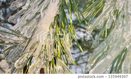 Macro shot of green pine needles covered in thick, transparent ice after a freezing rain in winter. Macro shot of green pine needles covered in thick, transparent ice after a freezing rain in winter. 135949307