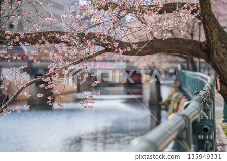 Nayabashi Bridge in winter, Shikizakura in full bloom (Nagoya City, Aichi Prefecture) 135949331