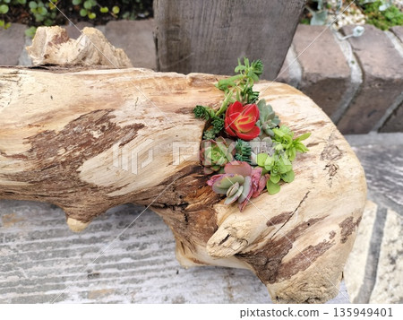 在天然樹木間種植多肉植物，可以創造出自然溫馨的空間。 135949401