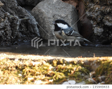 A Coal Tit photographed at Oneyama Wild Bird Forest 135949433