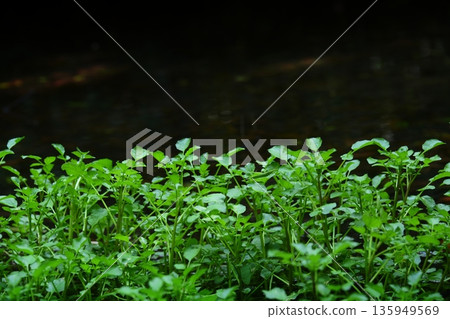 七種水邊春季香草（歐芹） 135949569