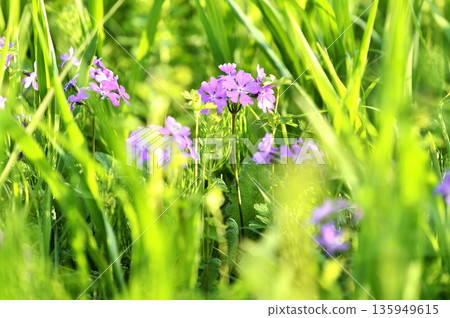 Cherry Blossom Park Cherry Blossom Park 135949615