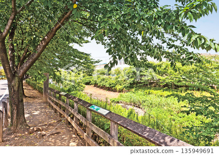 Cherry blossom trees along the Sasame River (Toda City) 135949691