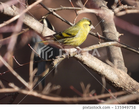 在大尾山野生鳥林拍攝到的一隻黃雀 135949758