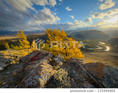 Golden trees on a rocky cliff overlook in the Altai mountains at sunset over a winding river valley Golden trees on a rocky cliff overlook in the Altai mountains at sunset over a winding river valley 135949904