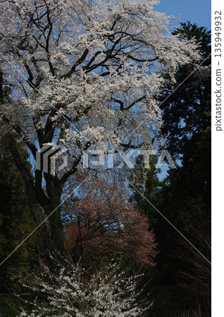 春天,長野縣南信州有許多著名的賞櫻勝地,田野裡也有許多不知名的櫻花盛開。 春天,長野縣南信州有許多著名的賞櫻勝地,田野裡也有許多不知名的櫻花盛開。 135949932