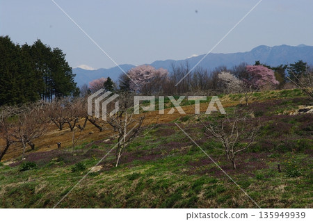 In spring, Minami Shinshu, Nagano Prefecture, is home to many famous cherry blossom viewing spots, and there are also many nameless cherry blossoms blooming in the fields. In spring, Minami Shinshu, Nagano Prefecture, is home to many famous cherry blossom viewing spots, and there are also many nameless cherry blossoms blooming in the fields. 135949939