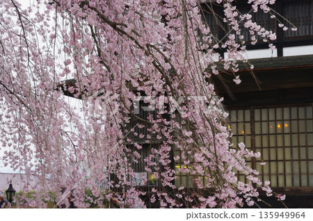 春天,長野縣南信州有許多著名的賞櫻勝地,田野裡也有許多不知名的櫻花盛開。 春天,長野縣南信州有許多著名的賞櫻勝地,田野裡也有許多不知名的櫻花盛開。 135949964