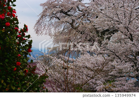 In spring, Minami Shinshu, Nagano Prefecture, is home to many famous cherry blossom viewing spots, and there are also many nameless cherry blossoms blooming in the fields. 135949974