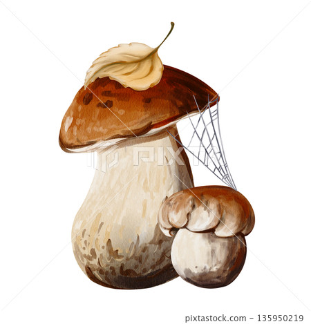 Wild mushrooms in cobwebs and with autumn leaves. Aspen mushroom and porcini mushroom. Wild plants. Botanical watercolor illustration. Hand-drawn. High quality illustration Wild mushrooms in cobwebs and with autumn leaves. Aspen mushroom and porcini mushroom. Wild plants. Botanical watercolor illustration. Hand-drawn. High quality illustration 135950219