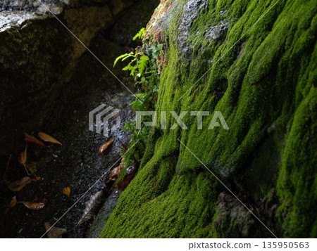 Mossy season 135950563
