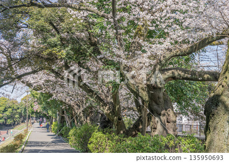 中野區櫻花 / 江古田之森公園 中野區櫻花 / 江古田之森公園 135950693
