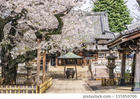 中野區的櫻花 / 新井藥師梅聖院 中野區的櫻花 / 新井藥師梅聖院 135950700