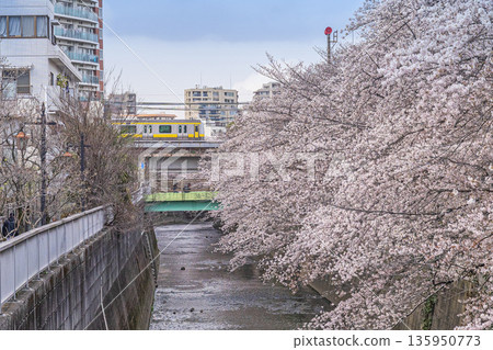 中野區櫻花 / 沿神田川(新海橋) 中野區櫻花 / 沿神田川(新海橋) 135950773