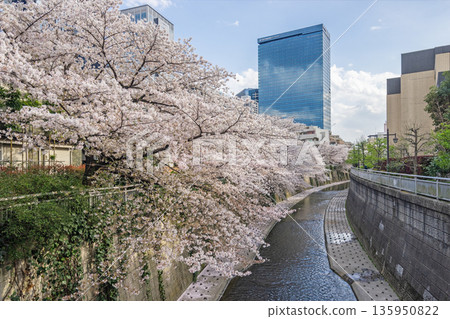 中野區櫻花 / 沿神田川（伏見橋） 135950822