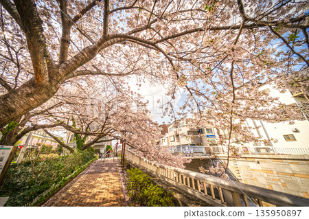 中野區櫻花 / 沿神田川 中野區櫻花 / 沿神田川 135950897