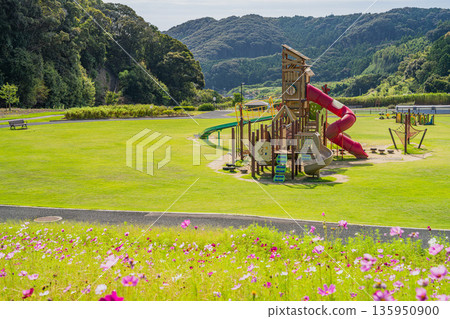 袋井市(靜岡縣)三川夢之岡公園的波斯菊風景 袋井市(靜岡縣)三川夢之岡公園的波斯菊風景 135950900