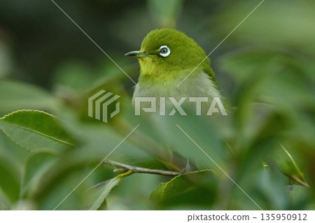 A white-eye emerged from among the camellia flowers (fixed photo) A white-eye emerged from among the camellia flowers (fixed photo) 135950912