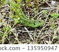 Common sand lizard Lacerta agilis in natural habitat sitting on ground hiding in dry grass. 135950947