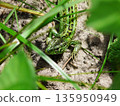 Common sand lizard Lacerta agilis in natural habitat crawling on ground through green plants. 135950949