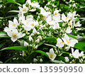 Blooming jasmine bush full of flowers and buds in green lush foliage on summer day in garden. 135950950
