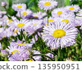 Purple Erigeron pulchellus daisy Asteraceae family flowers blooming in garden on sunny summer day. 135950951