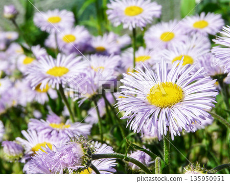 Purple Erigeron pulchellus daisy Asteraceae family flowers blooming in garden on sunny summer day. Purple Erigeron pulchellus daisy Asteraceae family flowers blooming in garden on sunny summer day. 135950951