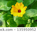 Yellow Calendula officinalis flower with water drops on petals growing in garden on summer day. 135950952