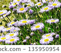 Purple Erigeron pulchellus daisy Asteraceae family flowers blooming in garden on sunny summer day. 135950954