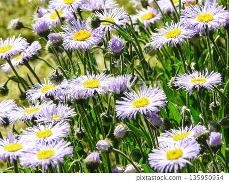 Purple Erigeron pulchellus daisy Asteraceae family flowers blooming in garden on sunny summer day. Purple Erigeron pulchellus daisy Asteraceae family flowers blooming in garden on sunny summer day. 135950954