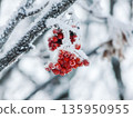 Traditional food and medical supply bunch of red frosted rowan berries hanging on tree in winter. 135950955