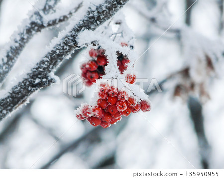 Traditional food and medical supply bunch of red frosted rowan berries hanging on tree in winter. Traditional food and medical supply bunch of red frosted rowan berries hanging on tree in winter. 135950955