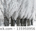 Poplar trees fully covered in ice, frost and snow, frosty branches showing beauty of winter season. 135950956