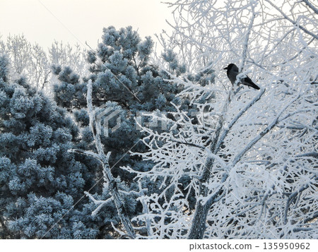Hooded crow bird sits on snow covered tree branch in pine forest on cold frosty winter morning. Hooded crow bird sits on snow covered tree branch in pine forest on cold frosty winter morning. 135950962