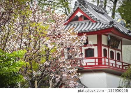 Cherry Blossoms in Nakano Ward / Joganji Temple 135950966