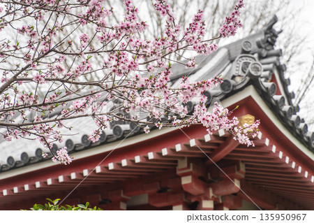 中野區櫻花 / 淨巖寺 135950967