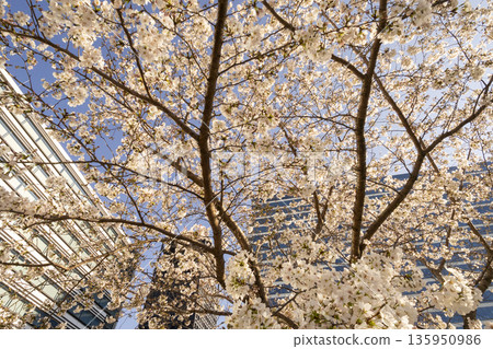 Cherry blossoms in Nakano Ward / Nakano Central Park 135950986