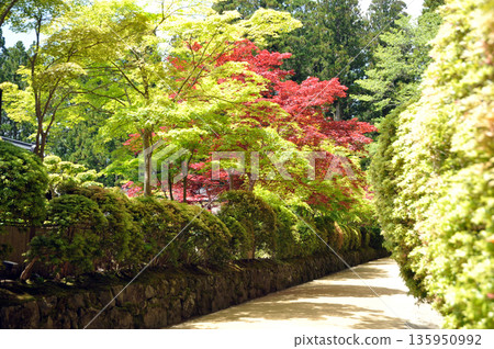 Mount Koya: The Snake Path with Fresh Greenery Mount Koya: The Snake Path with Fresh Greenery 135950992