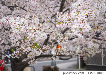 中野區/中野新橋的櫻花 中野區/中野新橋的櫻花 135951000