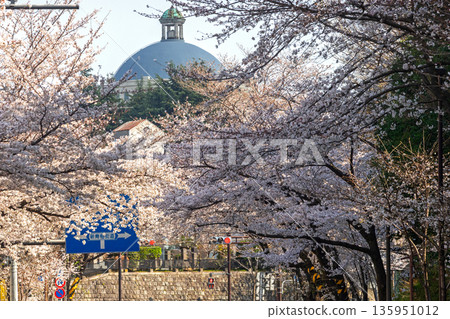 中野區/中野街的櫻花 135951012