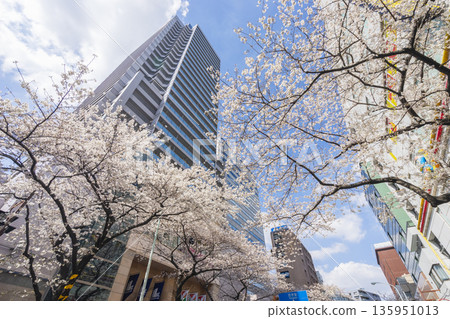 中野區/中野街的櫻花 135951013