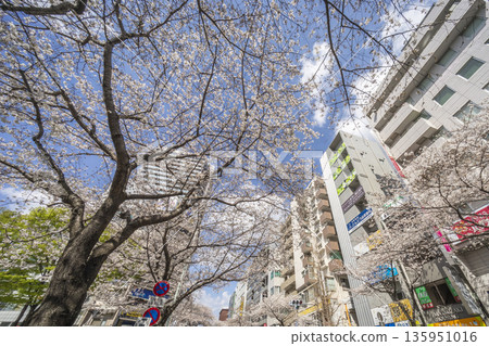 Cherry Blossoms in Nakano Ward/Nakano Street 135951016