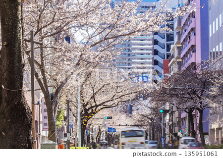 Cherry Blossoms in Nakano Ward/Nakano Street Cherry Blossoms in Nakano Ward/Nakano Street 135951061
