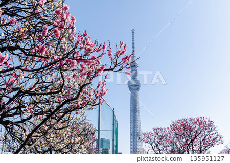 Plum Blossoms Spring Plum Blossoms Spring 135951127